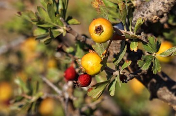  Hawthorn yellow berries 
