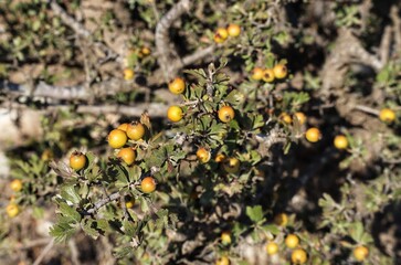 Hawthorn yellow berries 