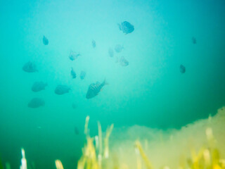 School of perch swimming in lake