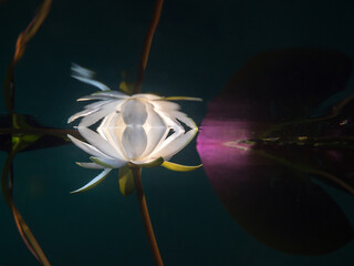 White water lily flower