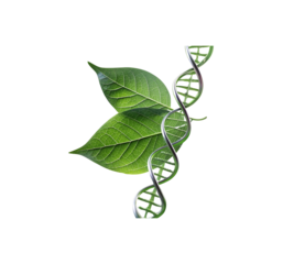 Dna helix with green leaves science genetics biology nature research study gene on transparent background