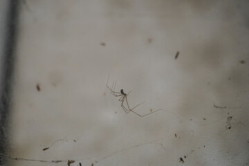 Spider (order Araneae)(arthropoda) laying in spiders web.