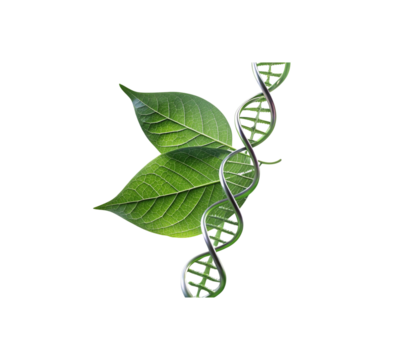 Dna helix with green leaves science genetics biology nature research study gene on transparent background