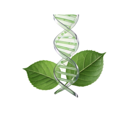 Dna helix with green leaves genetic engineering biotechnology science research on transparent background