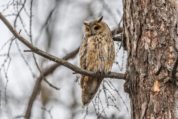 Long-eared owl (Asio otus), looking forward with wide opened eyes