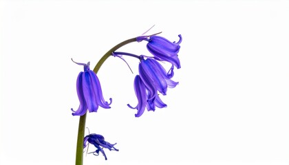 Bluebell Flowers, Spring Bloom, Purple Bells, Nature Image, White Background, Closeup Shot, Botanica