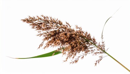 Dried Common Reed Plant, Brown Seeds, Autumnal Grass, Isolated White Background