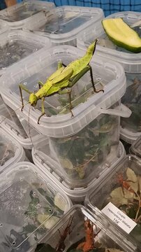 Giant tropical stick insect explores terrariums during insect exhibition event
