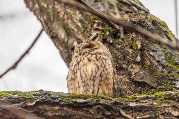 Long-eared owl (Asio otus), looking forward with wide opened eyes
