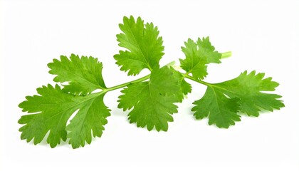 Fresh Cilantro Sprig, Green Leaves, Herb, Culinary, Aromatic, Cooking, Ingredient, Garnish, Food