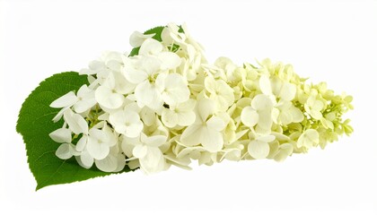 Elegant White Hydrangea Blooms, Delicate Petals, Lush Green Leaf