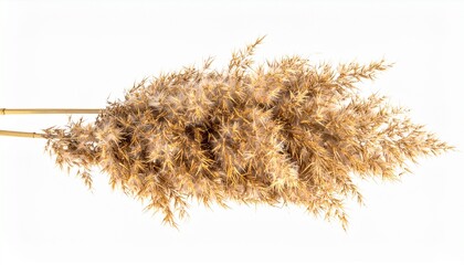 Dried Pampas Grass Bouquet, Autumnal Decor, Fluffy Seeds, Natural Texture, Beige Tones, White Backgr