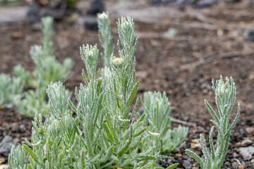 Pseudognaphalium sandwicensium. Pseudognaphalium is a genus of flowering plants in the family Asteraceae. cudweeds or rabbit tobacco. Mauna Kea Visitor Information Station. Hawaii island / Big island.