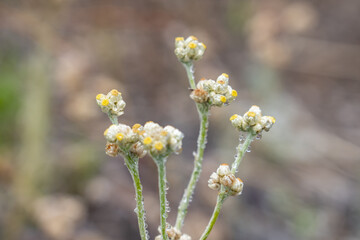 Pseudognaphalium sandwicensium. Pseudognaphalium is a genus of flowering plants in the family Asteraceae. cudweeds or rabbit tobacco. Mauna Kea Visitor Information Station. Hawaii island / Big island.