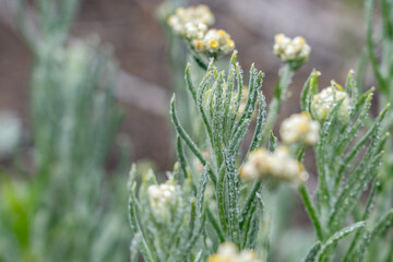 Pseudognaphalium sandwicensium. Pseudognaphalium is a genus of flowering plants in the family Asteraceae. cudweeds or rabbit tobacco. Mauna Kea Visitor Information Station. Hawaii island / Big island.