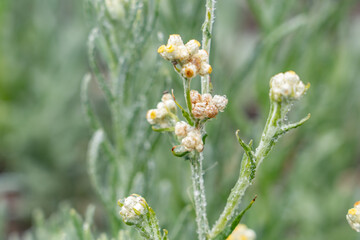 Pseudognaphalium sandwicensium. Pseudognaphalium is a genus of flowering plants in the family Asteraceae. cudweeds or rabbit tobacco. Mauna Kea Visitor Information Station. Hawaii island / Big island.