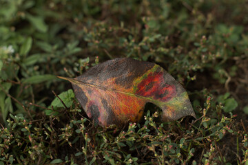 autumn leaves on the grass