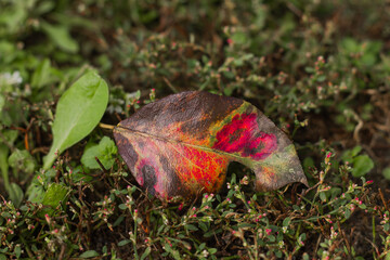 autumn leaves on the ground