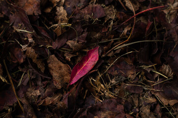 autumn leaves in the forest