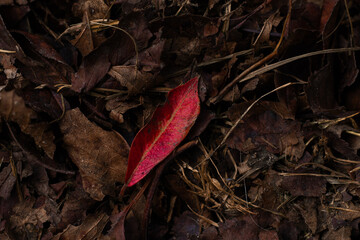 red leaf on the ground