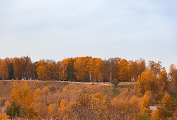 autumn trees in the forest