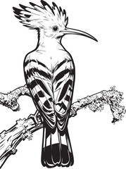 close-up-hoopoe-perching-branch vector line art