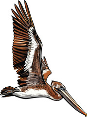 closeup-shot-pelican-flying-ocean illustration