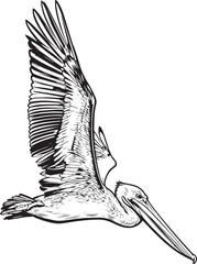 closeup-shot-pelican-flying-ocean vector line art