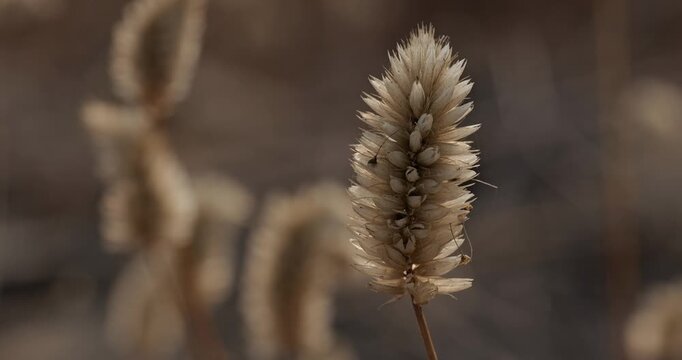 Bathed in the soft golden light of sunset, the foxtails dance like waves in a silent sea. Every flicker captures the beauty of simplicity and the rhythm of the countryside