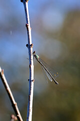 azure damselfly on a branch in the morning sun with a soft background