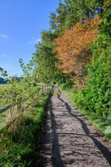 first autumn colours in the morning sun