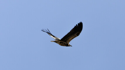 Egyptian Vultrure flying on blue sky.