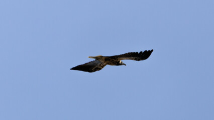 Egyptian Vultrure flying on blue sky.