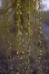 Willow tree branches against the sky