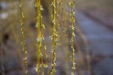 Willow tree branches against the sky