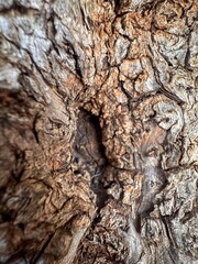 Wood texture background