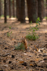 Small red squirrel stands on forest floor among pine needles and green plants. Tall trees create natural backdrop in serene woodland setting.