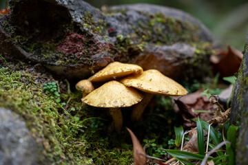 Mushrooms