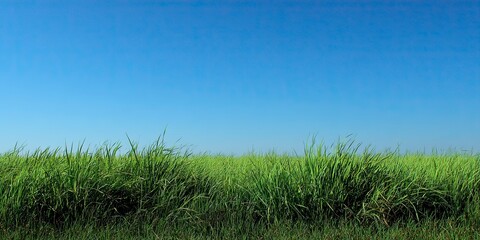 Lush Green Grass Field Under Bright Blue Sky in Nature Scene
