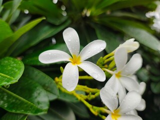 White PLUMERIA (Champa) flowers picture with nice green leaf background. Small water drops on flowers and green leaves bloom the nature beauty.