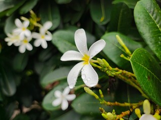 White PLUMERIA (Champa) flowers picture with nice green leaf background. Small water drops on flowers and green leaves bloom the nature beauty.