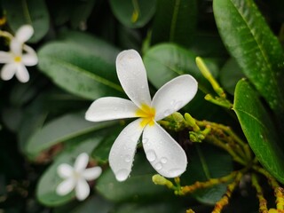 White PLUMERIA (Champa) flowers picture with nice green leaf background. Small water drops on flowers and green leaves bloom the nature beauty.