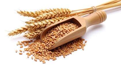 Wheat grains in a wooden scoop with wheat stalks