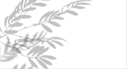 Background with soft, gray shadow of olive branch on isolated background. Minimalistic and perfect for mockups.