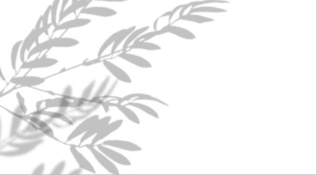 Background with soft, gray shadow of olive branch on isolated background. Minimalistic and perfect for mockups.