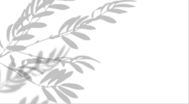 Background with soft, gray shadow of olive branch on isolated background. Minimalistic and perfect for mockups.