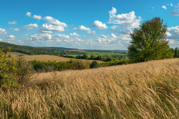 Autumn colors dry grasses, alone tree, fields and forest at horizon under a blue sky with clouds