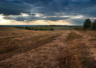field with stubble after harvest at sunset