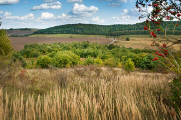 dry grass, rowan branches, fields and forests at hills