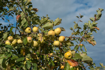 Abundant branches of a wild apple tree against the sky